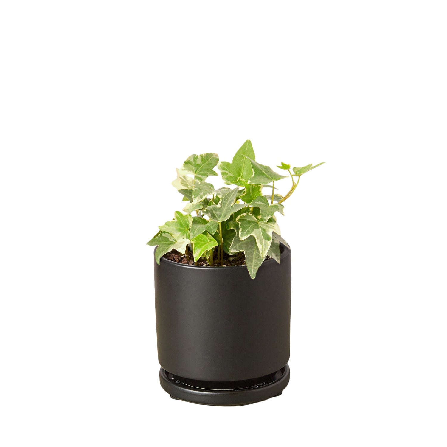 English Ivy &
