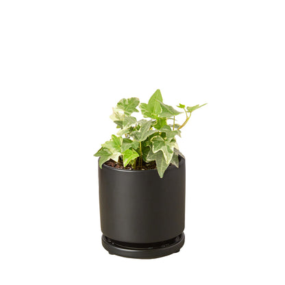 English Ivy &