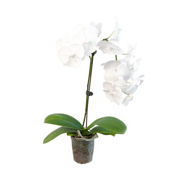 Orchid &