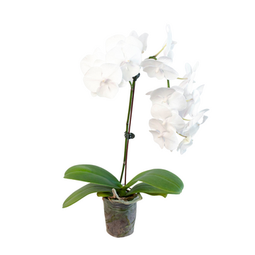 Orchid &