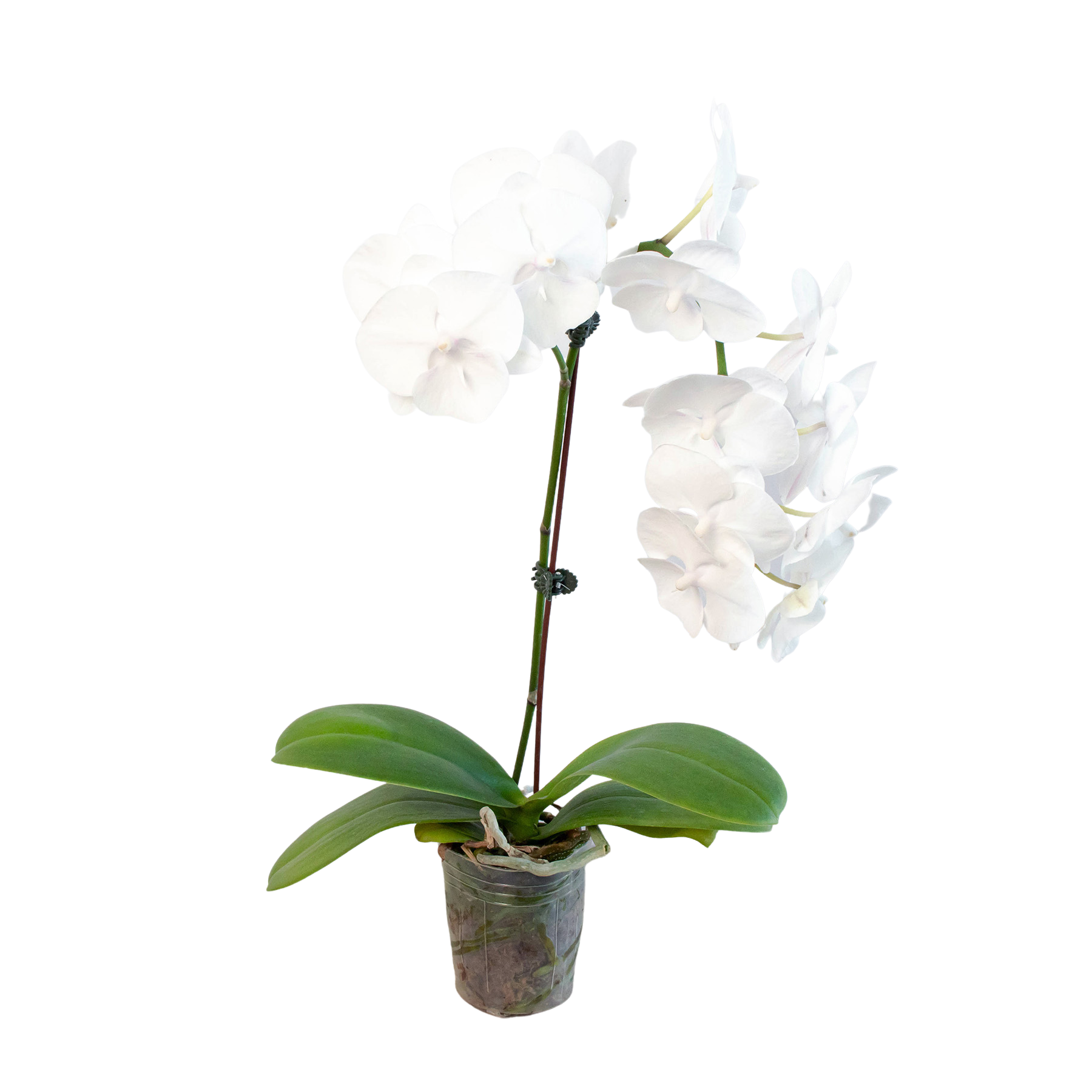 Orchid &