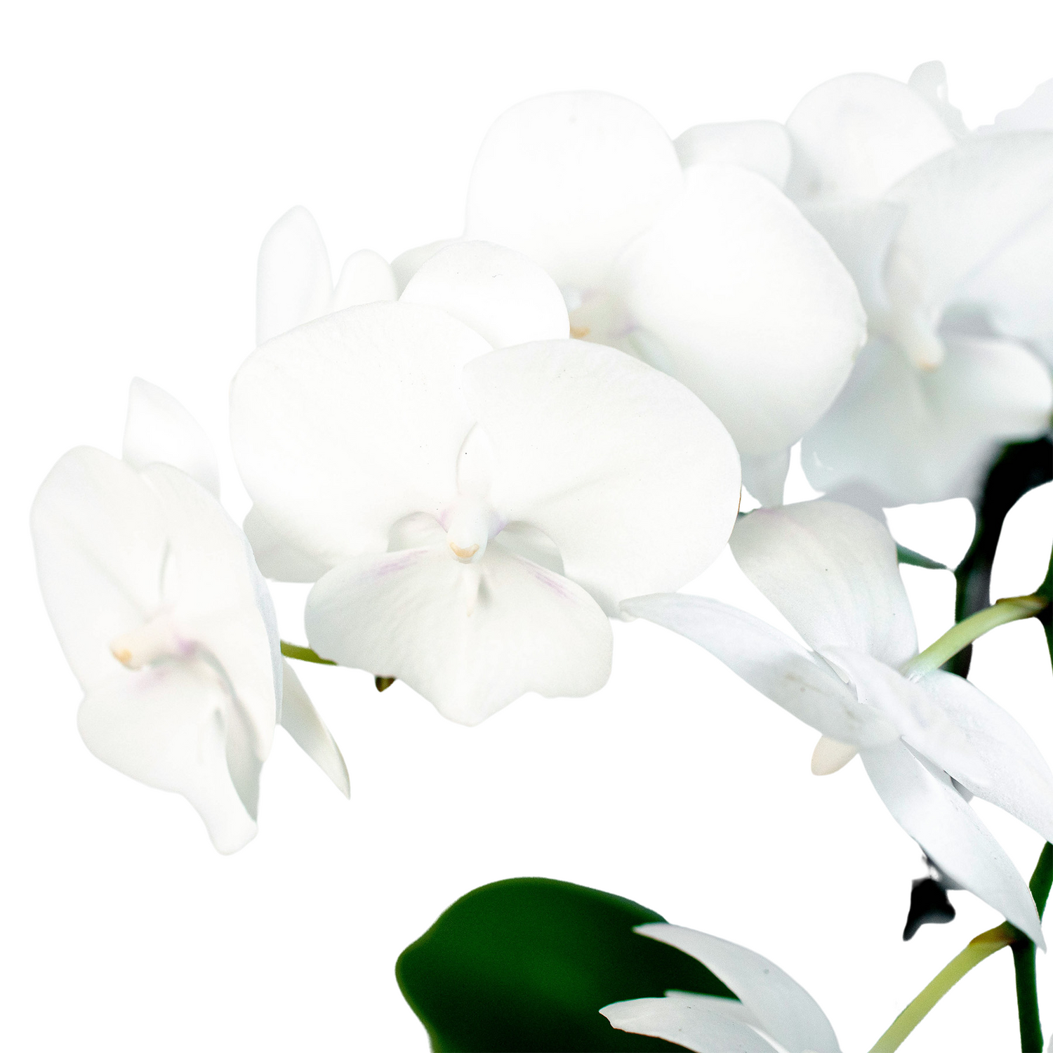 Orchid &
