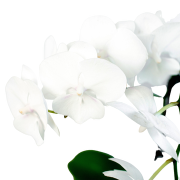 Orchid &