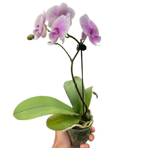 Orchid &