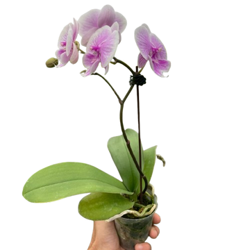 Orchid &