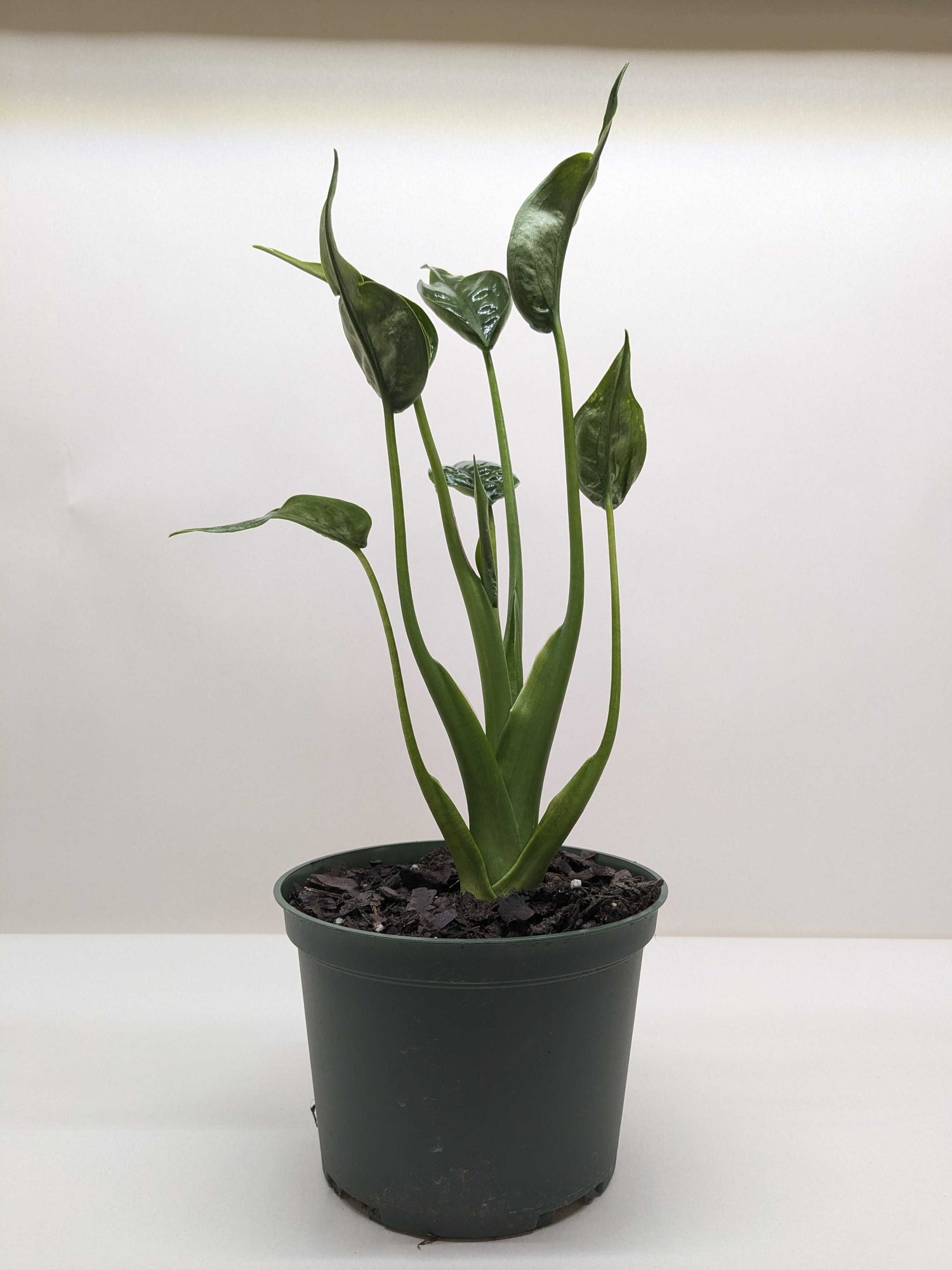 Alocasia &
