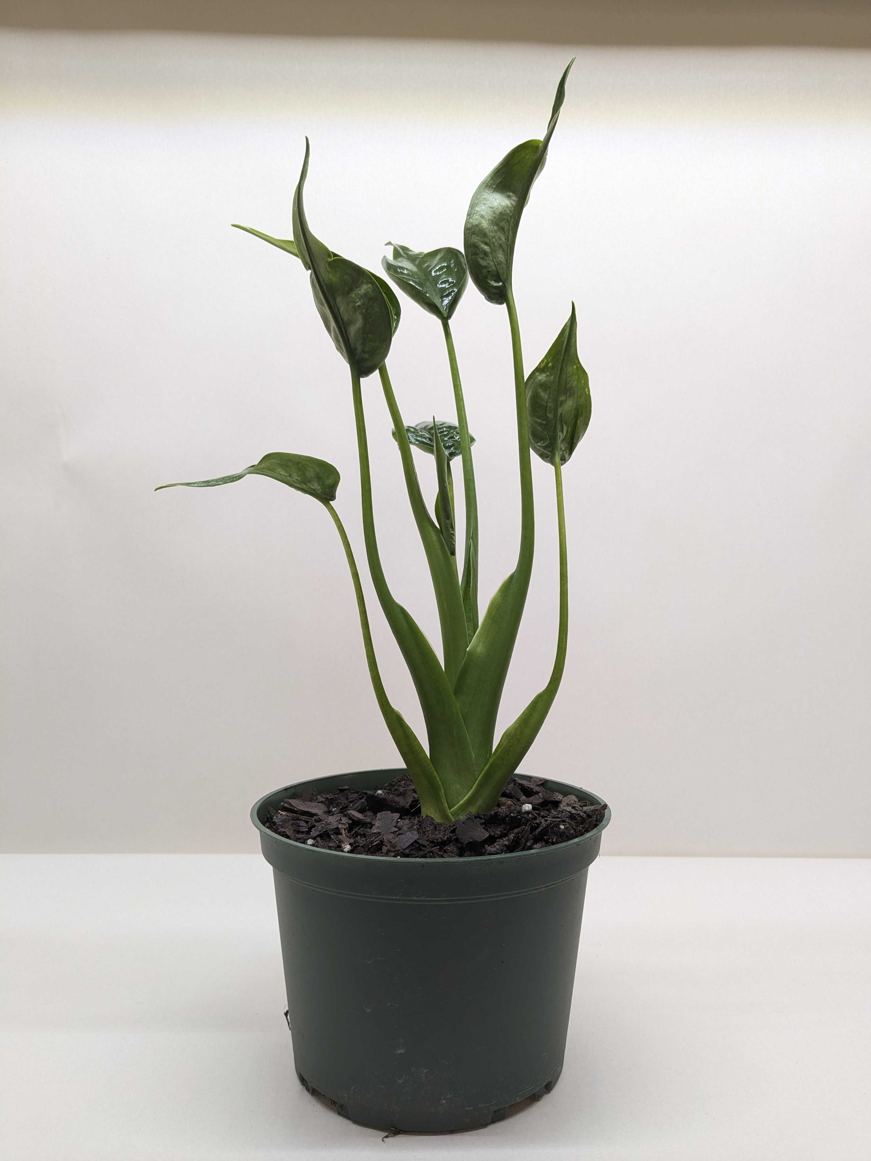 Alocasia &