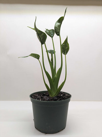 Alocasia &