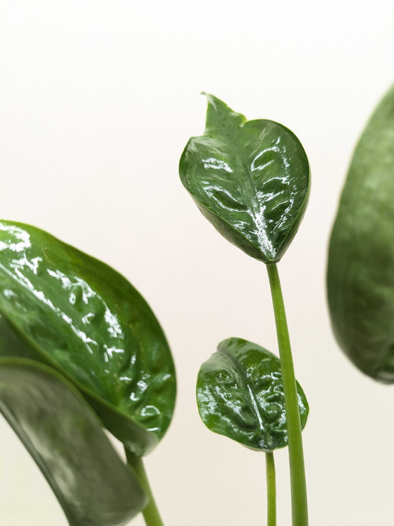 Alocasia &
