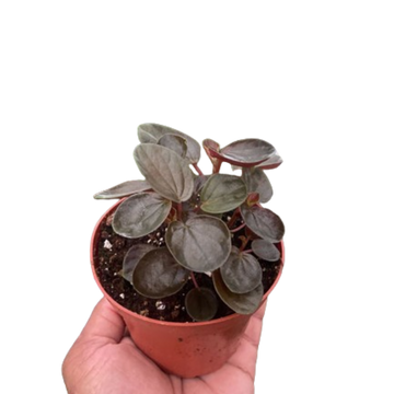 Peperomia &