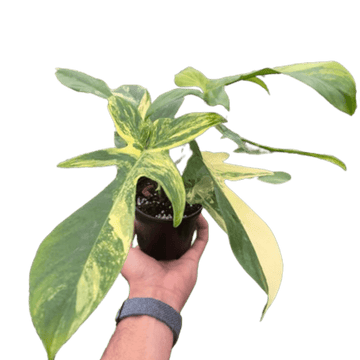 Philodendron Florida Beauty Variegated - Ethereal Company-Indoor Plants