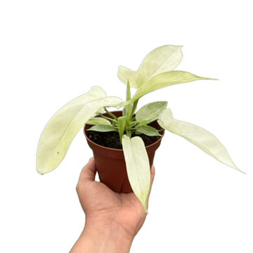 Philodendron &