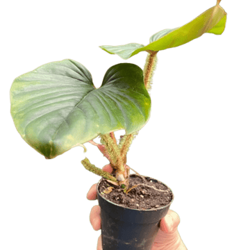 Philodendron &