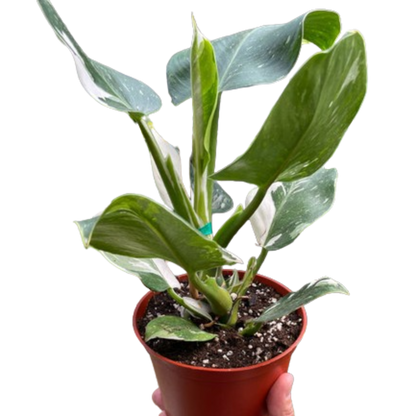 Philodendron &