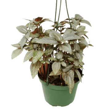 Pilea Ellen - In 6" Pot - Ethereal Company-6" Plant (1pk/$4.5) ($10 Ship/31oz)