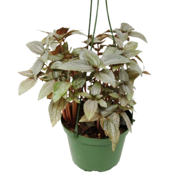 Pilea Ellen - In 6&quot; Pot