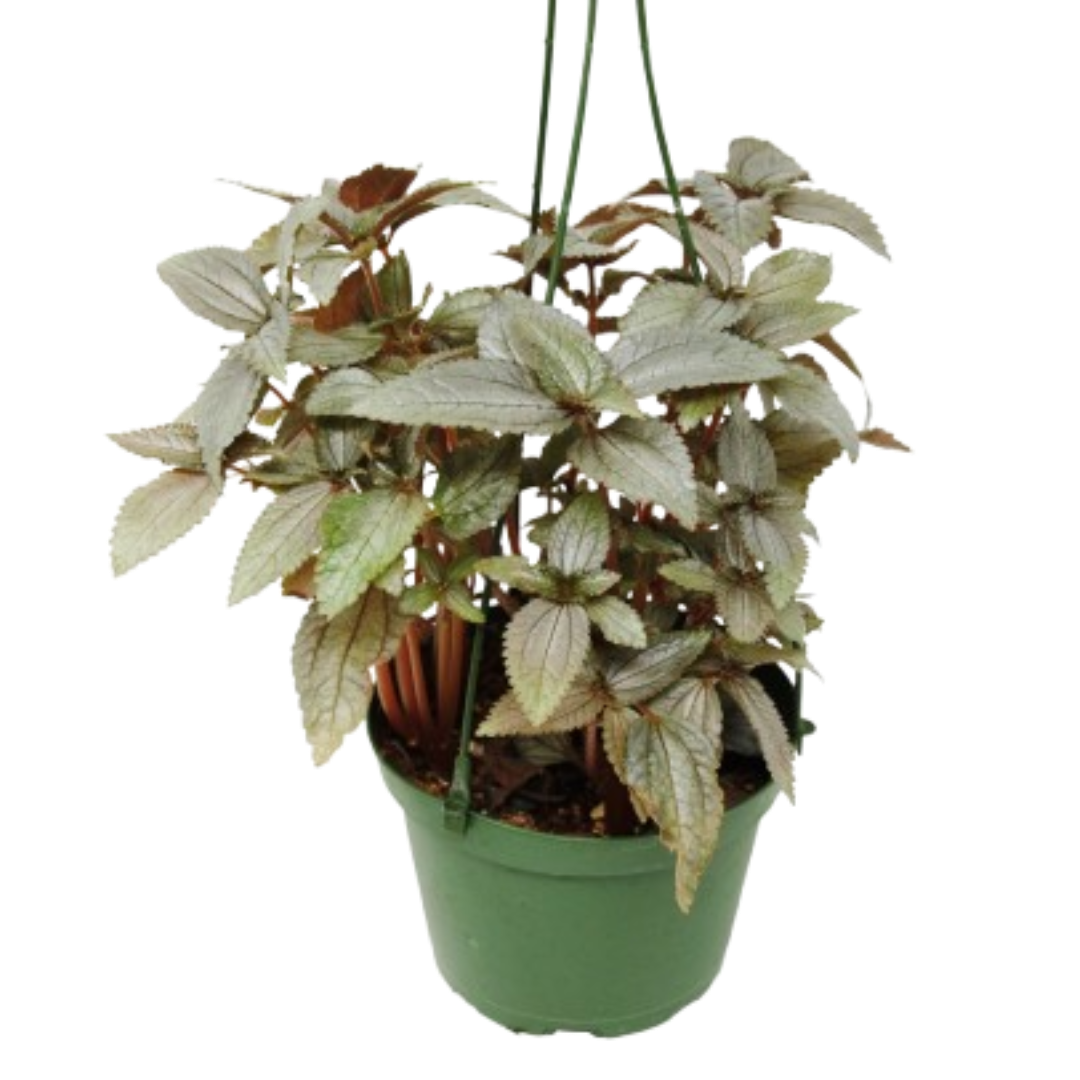 Pilea Ellen - In 6&quot; Pot
