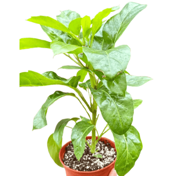 Schefflera Actinophylla - Ethereal Company-Default