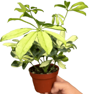 Schefflera Trinette - Ethereal Company-