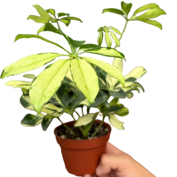 Schefflera Trinette