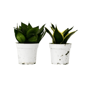 Snake Plant Variety Packs - 4" Pot - Ethereal Company-4" Plant (2pk/$2) ($10 Ship/31oz)