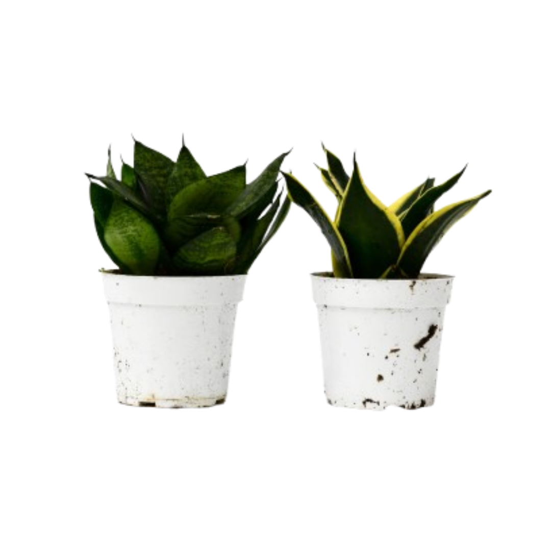 Snake Plant Variety Packs - 4&quot; Pot