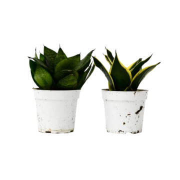 Snake Plant Variety Packs - 4&quot; Pot