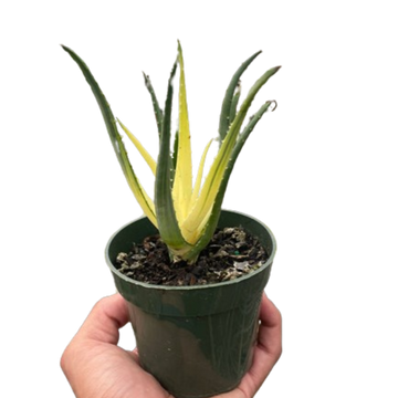 Succulent Aloe Solar Flare