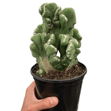 Succulent Cereus Coral Green - Ethereal Company-Succulent