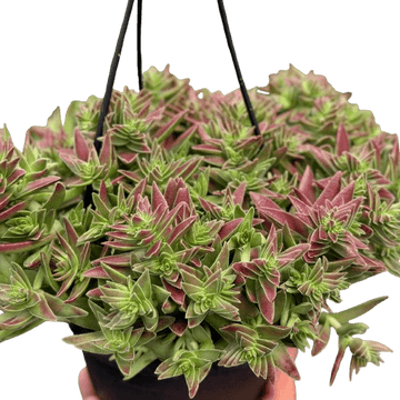 Succulent Crassula Capitella Red - Ethereal Company-
