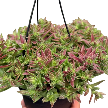 Succulent Crassula Capitella Red