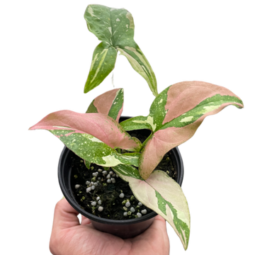 Syngonium &
