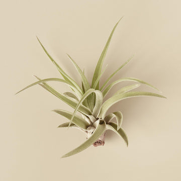 Tillandsia Air Plant Veluntina - Ethereal Company