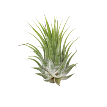 Tillandsia Air Plant Ionantha - 25 Pack