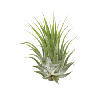 Tillandsia Air Plant Ionantha - 5 Pack - Ethereal Company-Air Plants ($10 Ship/31oz)
