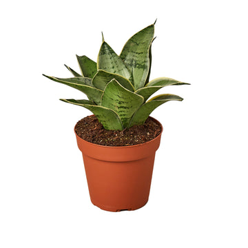 Snake Plant Starlight - Ethereal Company-Indoor Plants