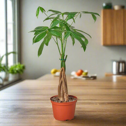 money tree chestnut Money Tree 'Guiana Chestnut' Pachira Braid 6" Pot / Nursery Pot