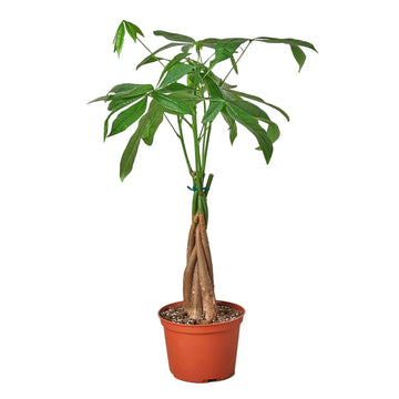 Money Tree &