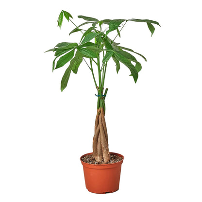 Money Tree &