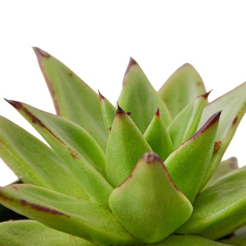 Lipstick Echeveria - Ethereal Company-Succulent