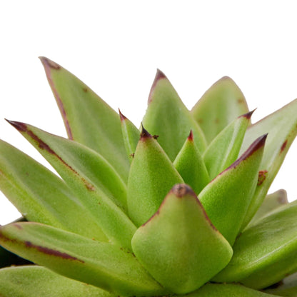 Lipstick Echeveria - Ethereal Company-Succulent