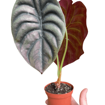 Alocasia &
