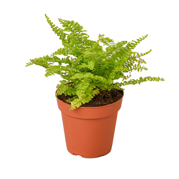 Cotton Candy Fern - Ethereal Company-4" Plant
