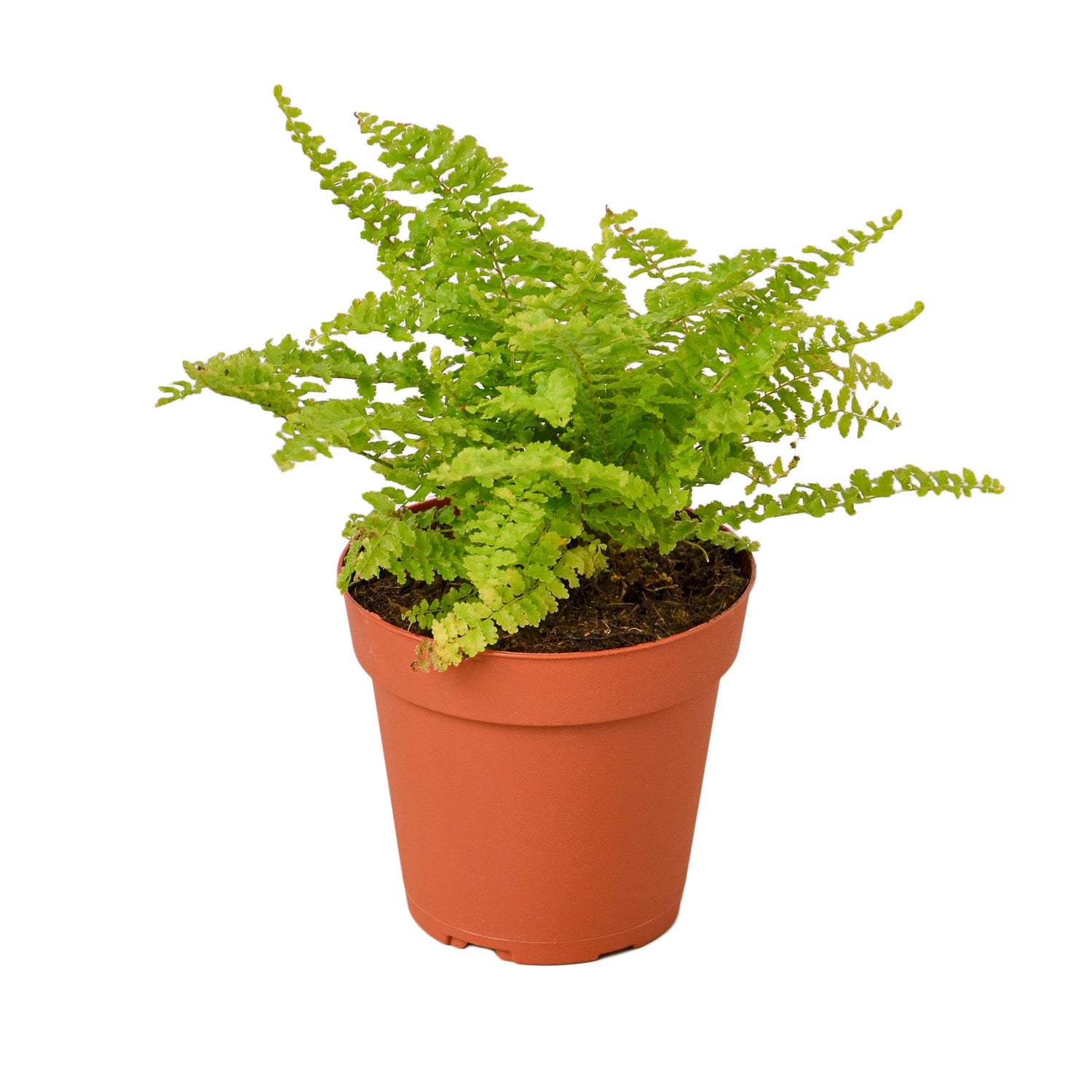 Cotton Candy Fern - Ethereal Company-4&quot; Plant