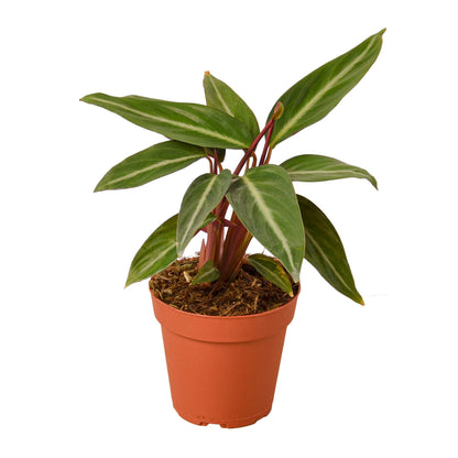 Stromanthe Sanguinea - Ethereal Company-4&quot; Plant