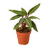 Stromanthe Sanguinea - Ethereal Company-4" Plant