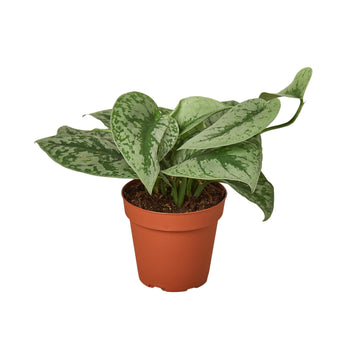 Pothos &