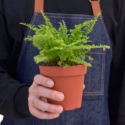 Cotton Candy Fern - Ethereal Company-4&quot; Plant