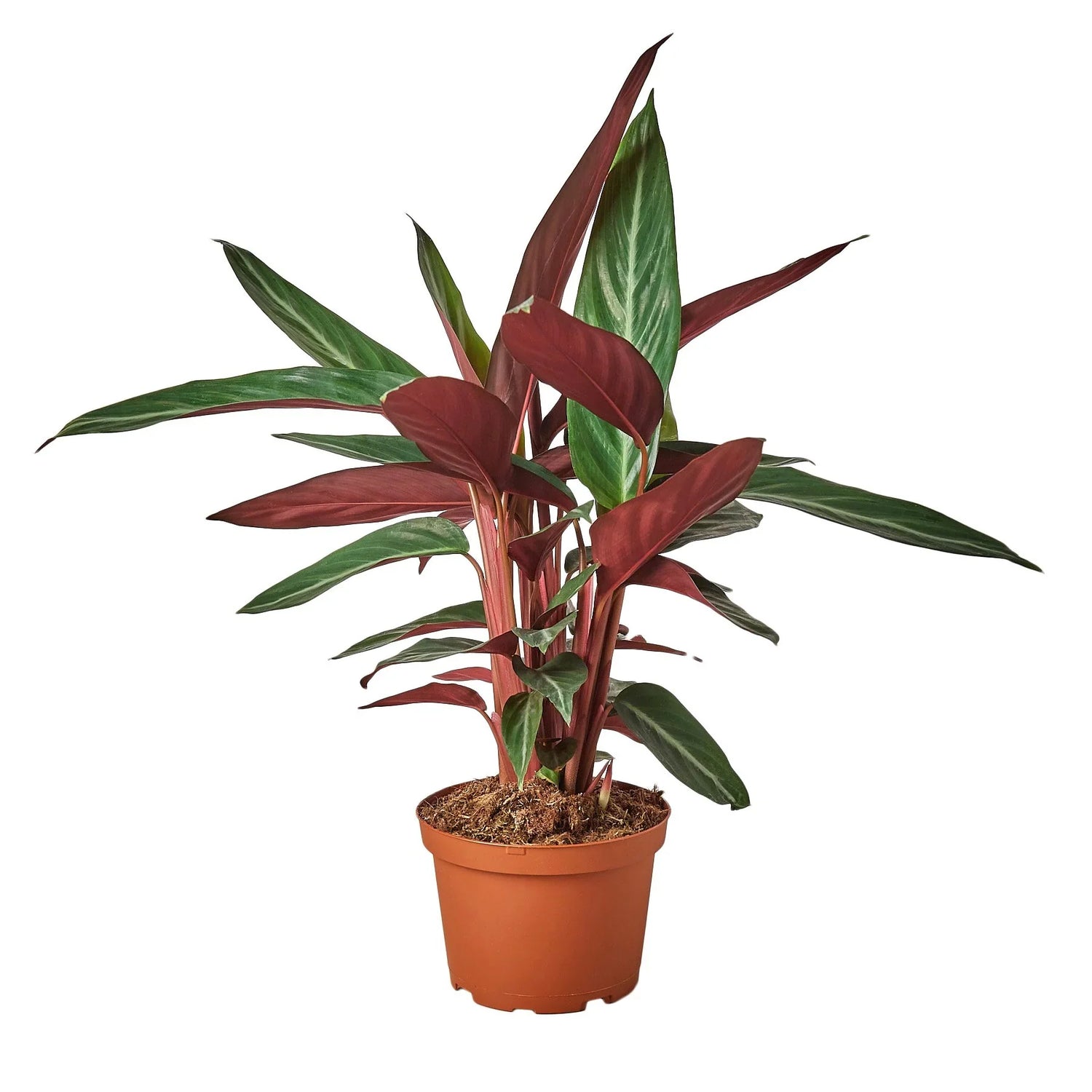 Stromanthe Sanguinea - Ethereal Company-4&quot; Plant