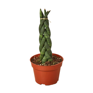 Snake Plant Braided - Ethereal Company4" Plant